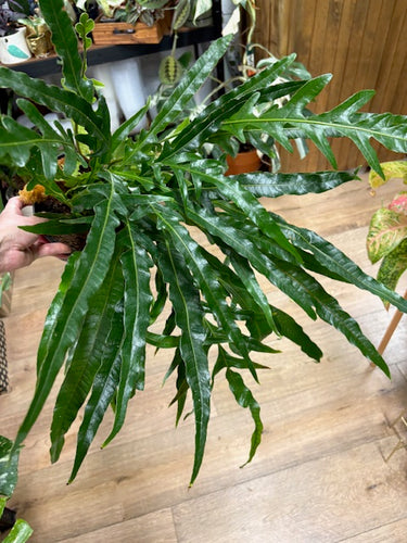 Aglaomorpha coronans - Snake leaf fern - Tropical Home 