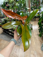Kép betöltése a galériamegjelenítőbe: Philodendron florida bronze
