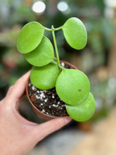 Kép betöltése a galériamegjelenítőbe: Hoya kastbergii - Viaszvirág
