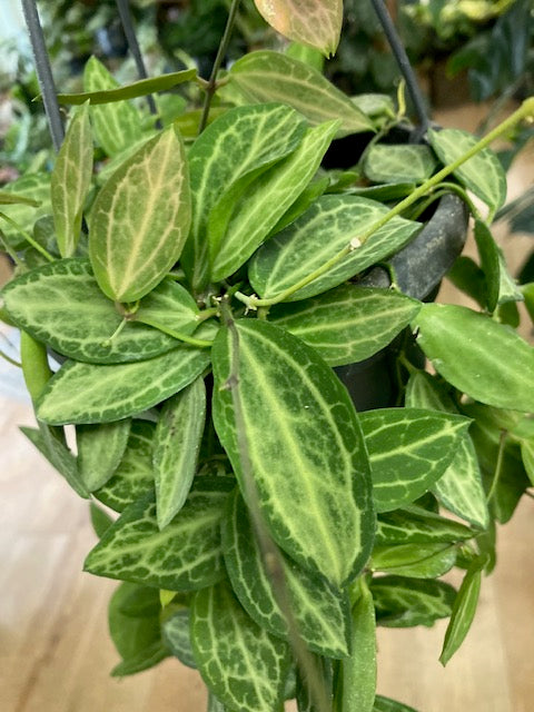 Dischidia ovata - Dischidia 