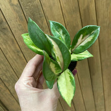 Kép betöltése a galériamegjelenítőbe: Hoya carnosa "Krimson princess" - Viaszvirág - Wax plant - Tropical Home 
