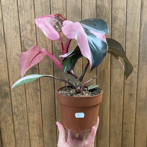 Philodendron "Pink princess" 1.