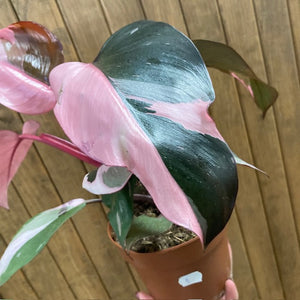 Philodendron "Pink princess" 1.