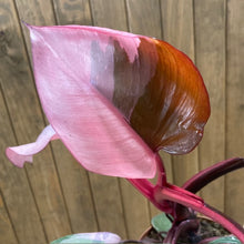 Kép betöltése a galériamegjelenítőbe: Philodendron &quot;Pink princess&quot; 1.
