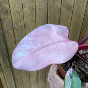 Philodendron "Pink princess" 1.