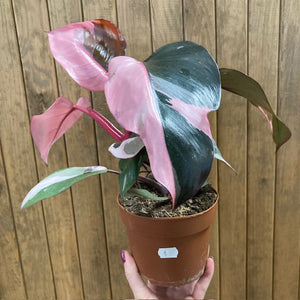 Philodendron "Pink princess" 1.