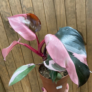 Philodendron "Pink princess" 1.