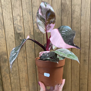 Philodendron "Pink princess marble" 3.