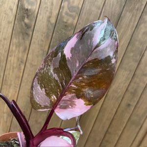 Philodendron "Pink princess marble" 3.