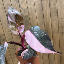 Kép betöltése a galériamegjelenítőbe: Philodendron &quot;Pink princess marble&quot; 3.
