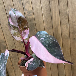 Philodendron "Pink princess marble" 3.