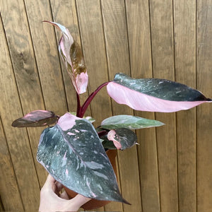 Philodendron "Pink princess marble" 3.