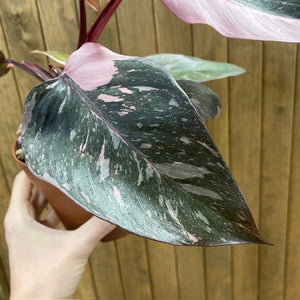 Philodendron "Pink princess marble" 3.