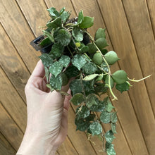 Kép betöltése a galériamegjelenítőbe: Hoya curtisii 8cm
