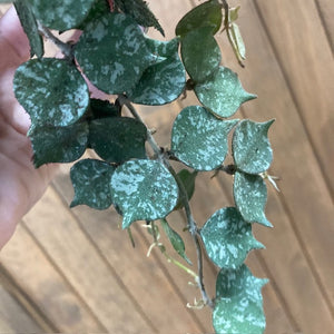 Hoya curtisii 8cm