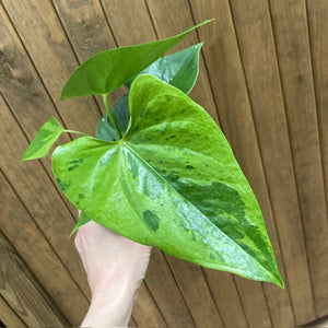 Anthurium "Caipirinha" 1.