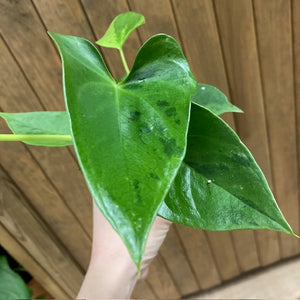 Anthurium "Caipirinha" 1.