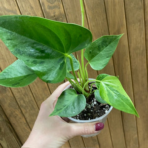 Anthurium "Caipirinha" 1.