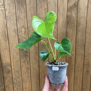 Anthurium "Caipirinha" 3.