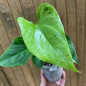 Anthurium "Caipirinha" 3.