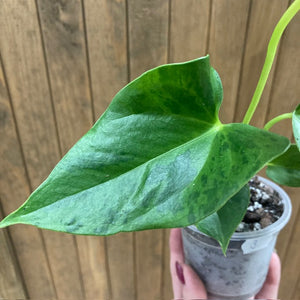 Anthurium "Caipirinha" 3.