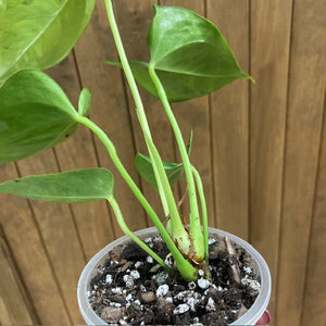 Anthurium "Caipirinha" 3.