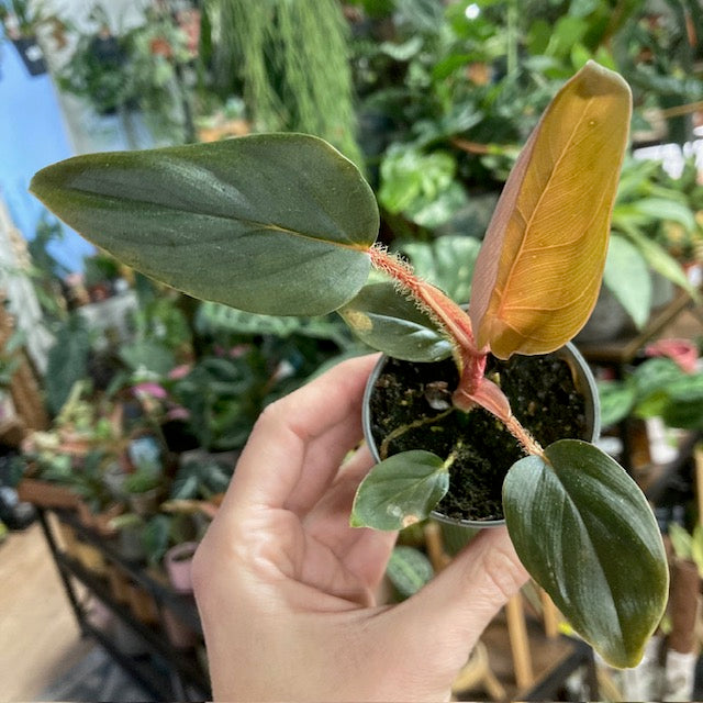 Philodendron squamiferum x serpens