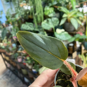 Philodendron squamiferum x serpens