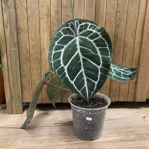 DocBlock Anthurium "Michelle 11" ® X "Michelle 1" - 1.