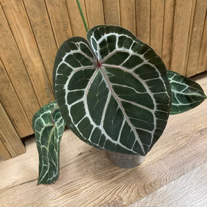 DocBlock Anthurium "Michelle 11" ® X "Michelle 1" - 1.