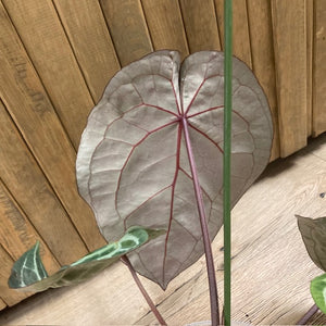 DocBlock Anthurium "Michelle 11" ® X "Michelle 1" - 1.