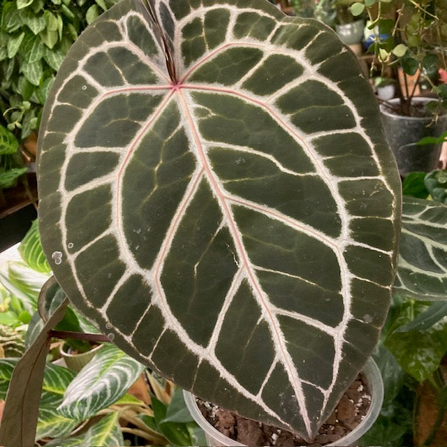 DocBlock Anthurium 