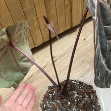 Kép betöltése a galériamegjelenítőbe: DocBlock Anthurium &quot;Michelle 11&quot; ® X &quot;Michelle 1&quot; - 2.
