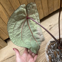 Kép betöltése a galériamegjelenítőbe: DocBlock Anthurium &quot;Michelle 11&quot; ® X &quot;Michelle 1&quot; - 2.
