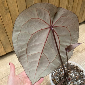 DocBlock Anthurium "Michelle 11" ® X "Michelle 1" - 2.