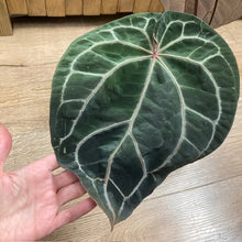 Kép betöltése a galériamegjelenítőbe: DocBlock Anthurium &quot;Michelle 11&quot; ® X &quot;Michelle 1&quot; - 2.
