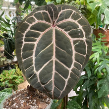 Kép betöltése a galériamegjelenítőbe: DocBlock Anthurium &quot;Michelle 11&quot; ® X &quot;Michelle 1&quot; - 2.
