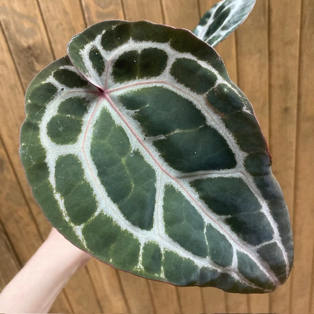 DocBlock Anthurium 