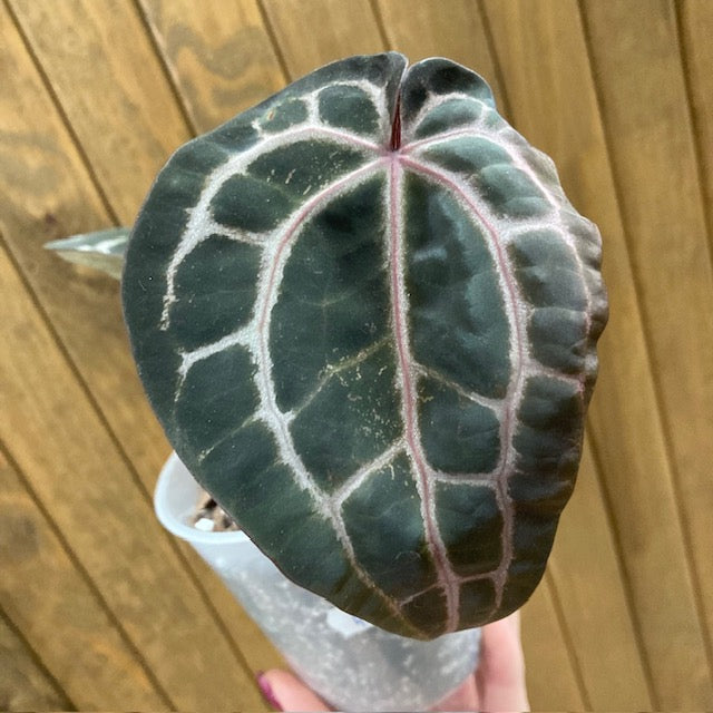 DocBlock Anthurium 