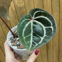 Kép betöltése a galériamegjelenítőbe: DocBlock Anthurium &quot;Michelle 11&quot; ® X &quot;Michelle 1&quot; - 4.
