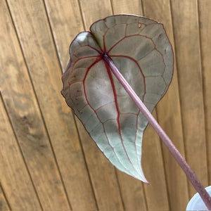 DocBlock Anthurium "Michelle 11" ® X "Michelle 1" - 4.