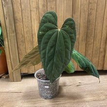 Kép betöltése a galériamegjelenítőbe: Anthurium Red spider hybrid x Dark Forgetii 1.
