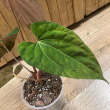 Kép betöltése a galériamegjelenítőbe: Anthurium Red spider hybrid x Dark Forgetii 1.
