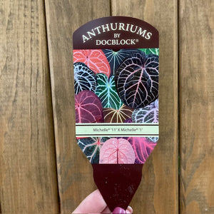 DocBlock Anthurium "Michelle 11" ® X "Michelle 1" - 1.