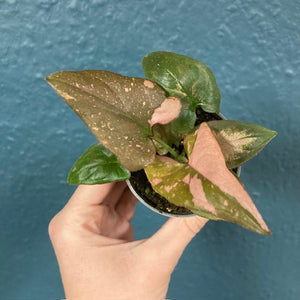 Syngonium "Pink splash/Red spot" mini