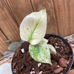 Monstera mint - Tropical Home 