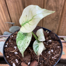 Kép betöltése a galériamegjelenítőbe: Monstera mint - Tropical Home 
