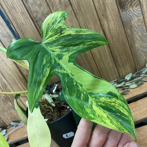 Philodendron florida beauty 1. - Tropical Home 