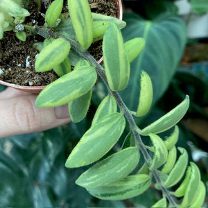 Aeschynanthus "Bolero bicolore" - Rúzsvirág - Tropical Home 