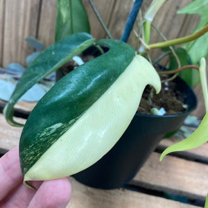 Philodendron florida beauty 1. - Tropical Home 